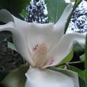 Magnolia macrophylla fleur